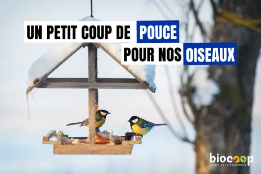 Un petit coup de pouce pour nos oiseaux