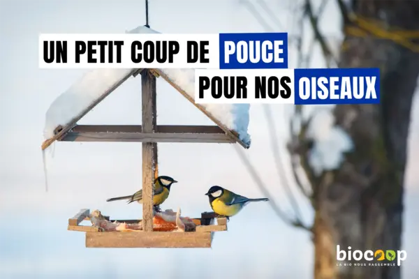 Un petit coup de pouce pour nos oiseaux